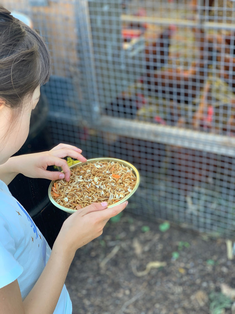 locally farmed mealworms in Oakland